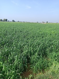 Phulpur