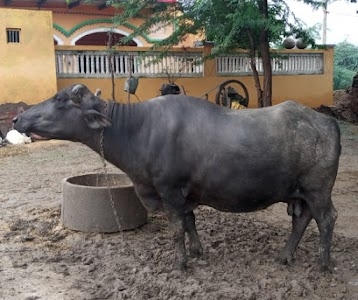 Banarsi