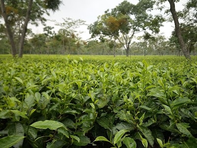 Tongani Tea Estate