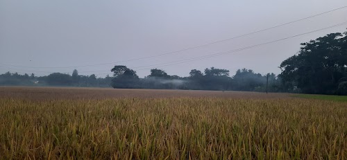 Niashcintakoili