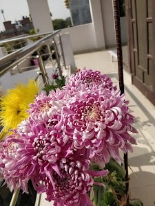 Vikash Bhawan