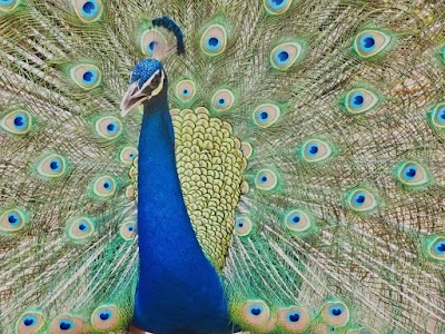 Sundarvan