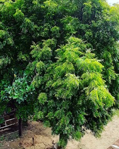 Najiyapur
