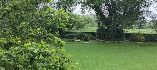 Cinnamara Tea Estate