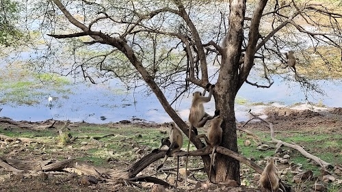 Ranthambore Natgional Park