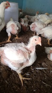 Apana Chicken Shop