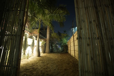 Dizzy Palms