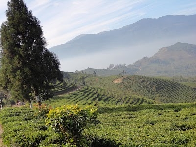 Teesta Valley Tea Garden