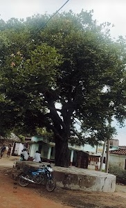 TENU TREE