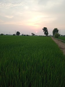 Nangal