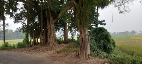Finga Gachhi