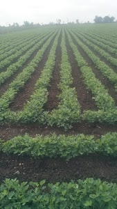 Radhe farm
