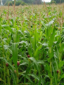 Vimal Ramesh Damu Tayade Farm