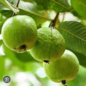 Gyan organic farm