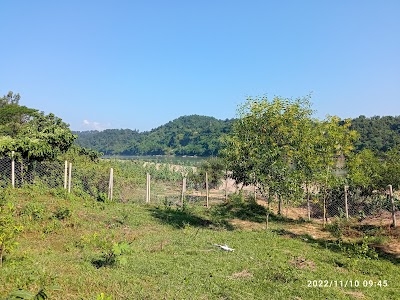 রনি মিত্র মাল্টা বাগান