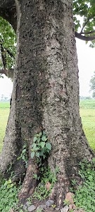 Kharuara