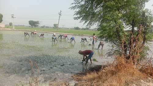 Parihari