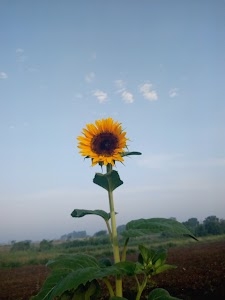Kharachiya Jas