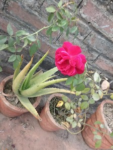 deepnagar, Ranipur