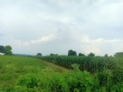 Wathoda