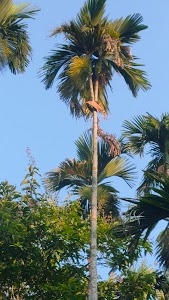 Holaidanga