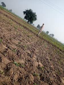 Sidhu farm