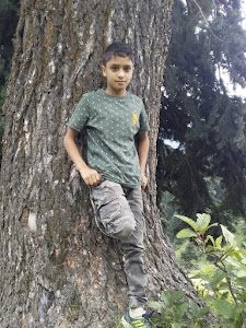 Palpora