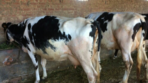 Bajwa dairy Farm