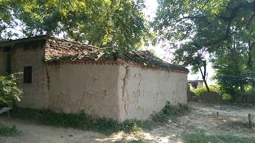 Piper Pur