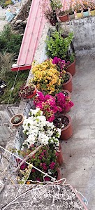 Bima Vihar