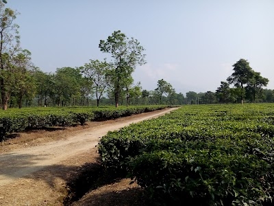 Toorsa Tea Garden
