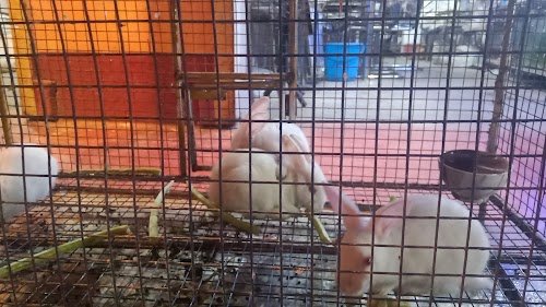 SALEPUR AQUAGARDEN @ BIRDS SHOP