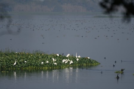 Harike Pattan Bird Sanctuary