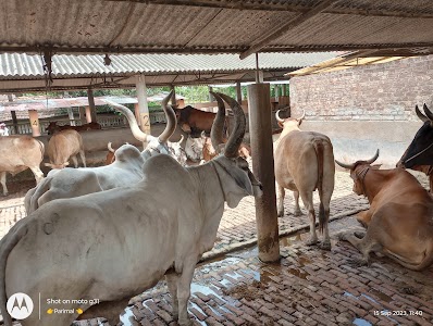 Goshala,Mayapur ISKCON temple