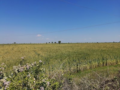 Rajpura