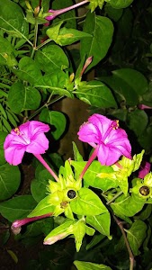 Nagwa
