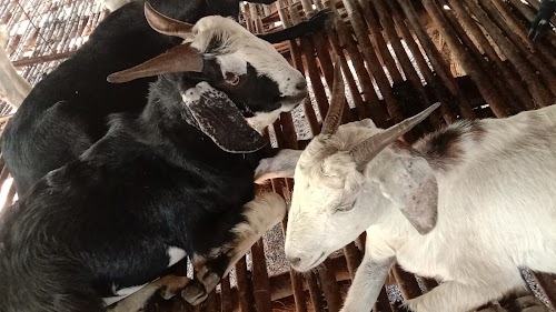 GOAT SALES AND GOAT FARMING