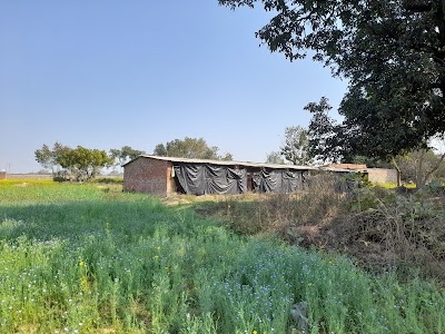 Murgi farm (Poultry Farm)