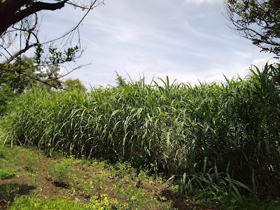 Shindi achalapur road
