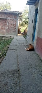 Durga ji mandir