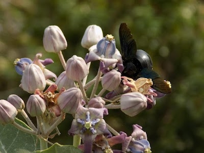 Savadatti