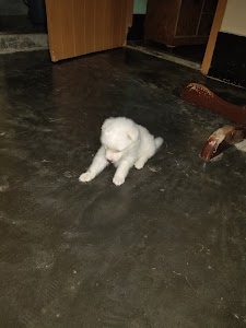 PUPPY WORLD