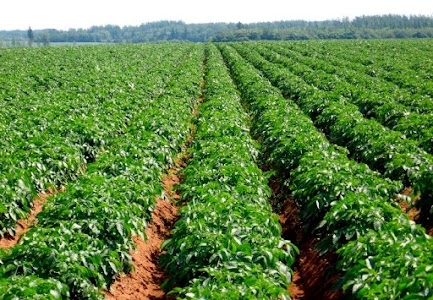 KANA KRISHI FARM
