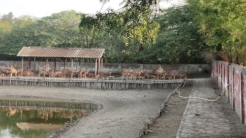 Bokkhali Crocodile Project