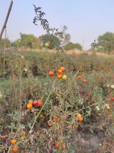 Binpur Kalan