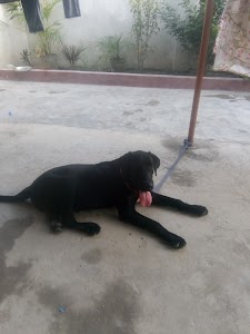 Kamtaul Muzaffarpur