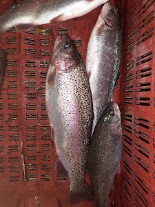 Doodhganga fish farms