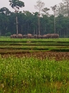 Mohania