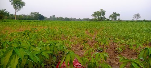 Hajidanga