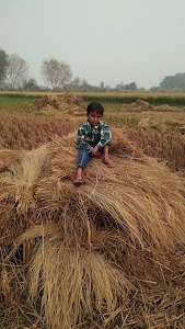 Mohana